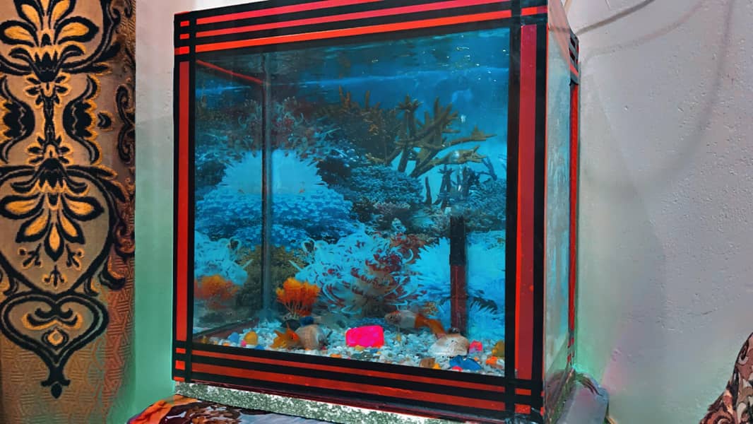 Equrium for fish size 1.5×1.5×1 0