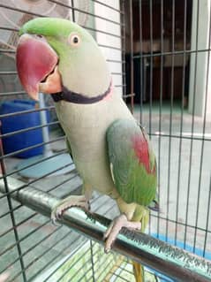 parrot