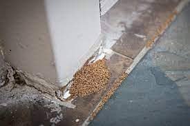 Fumigation Deemak Control, Pest Control, cockroach spray/bed bug spra 3