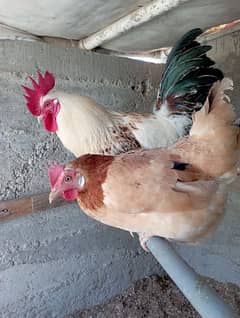 hen animal |murga murgi