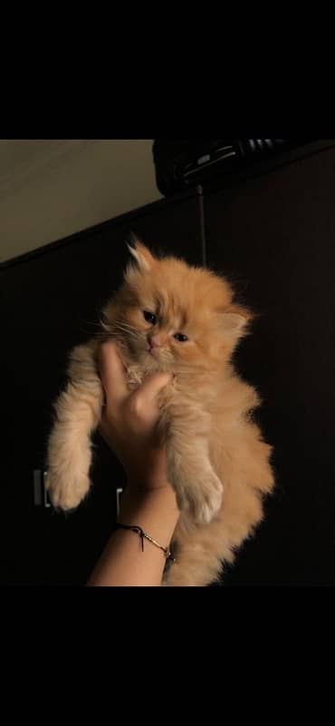 Persian kitten contact on whatsapp 2