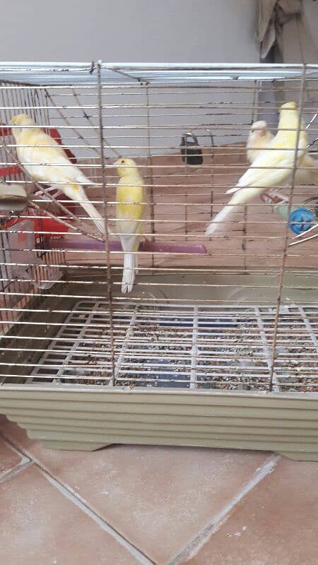 canari pair for sale 0