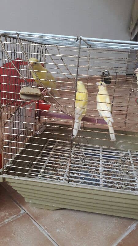 canari pair for sale 1