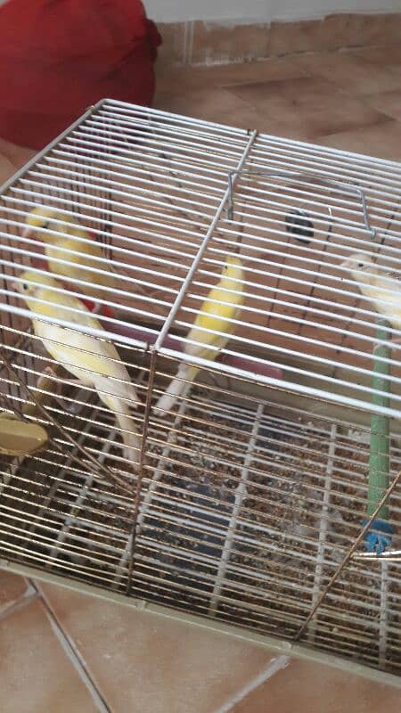 canari pair for sale 4