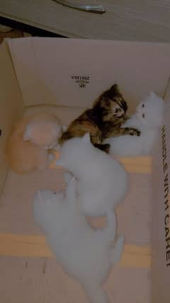 Punch Face Kitten