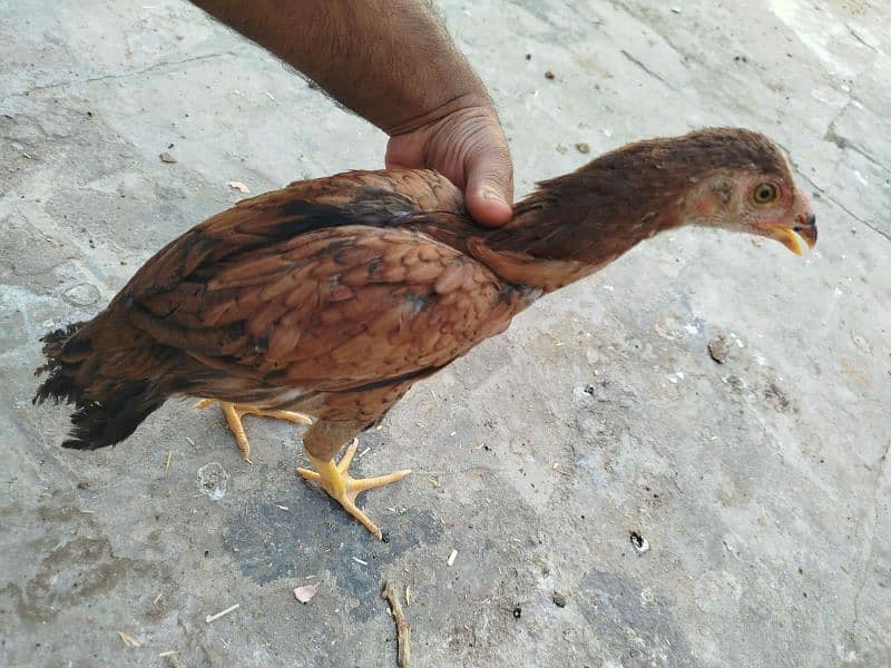 thai aseel for sale 0
