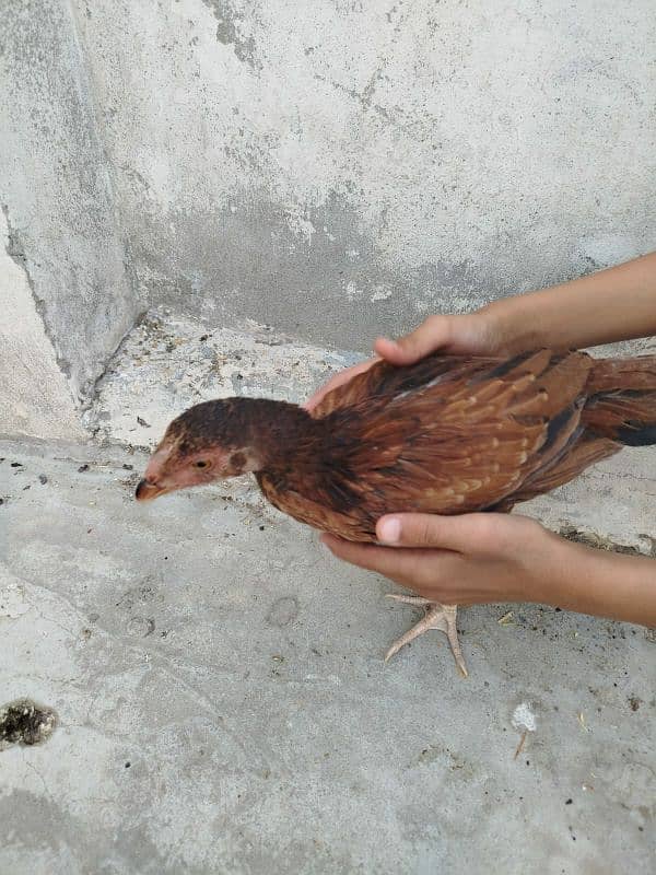 thai aseel for sale 1