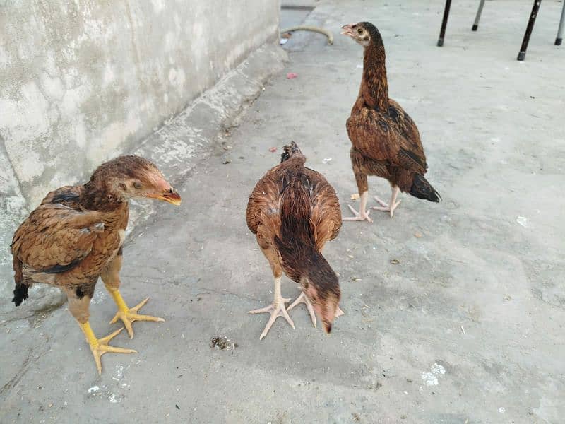 thai aseel for sale 2