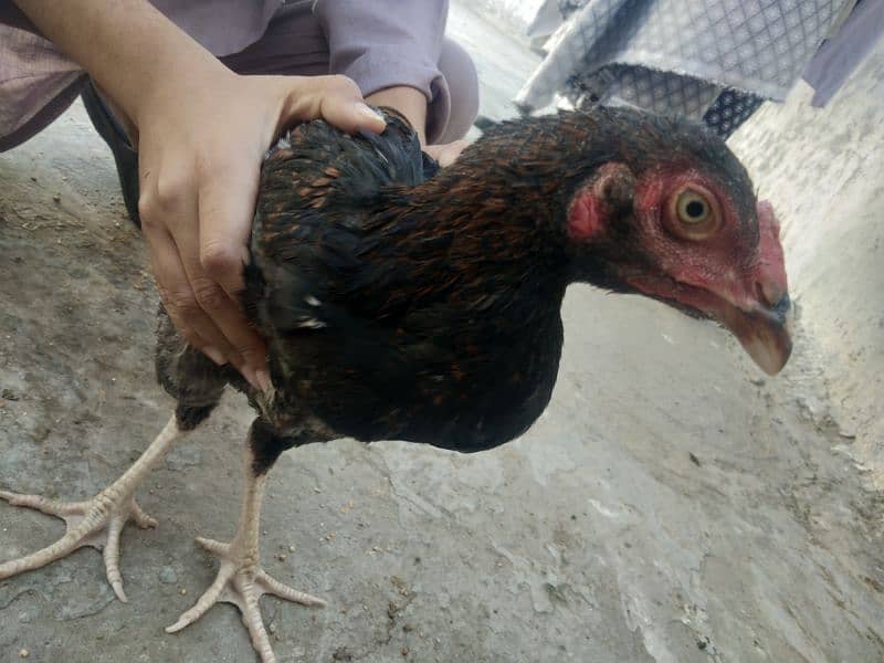 thai aseel for sale 3