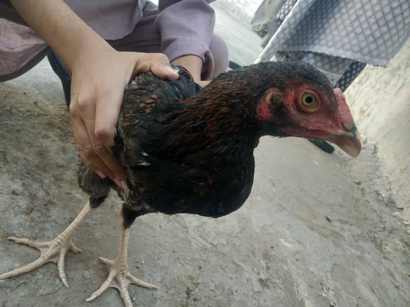 thai aseel for sale 4