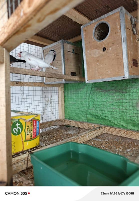 BREEDER PAIR JAVA WHITE + 3 SELF CHICKS + CAGES BUDGIES 0