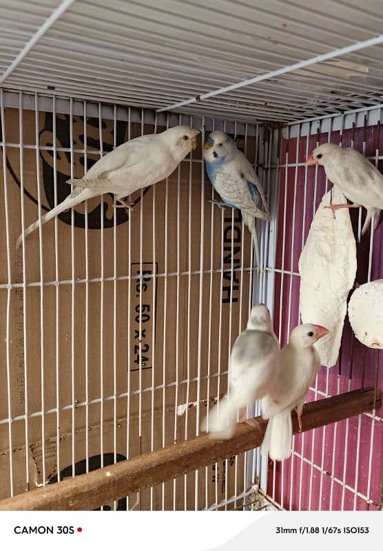 BREEDER PAIR JAVA WHITE + 3 SELF CHICKS + CAGES BUDGIES 1
