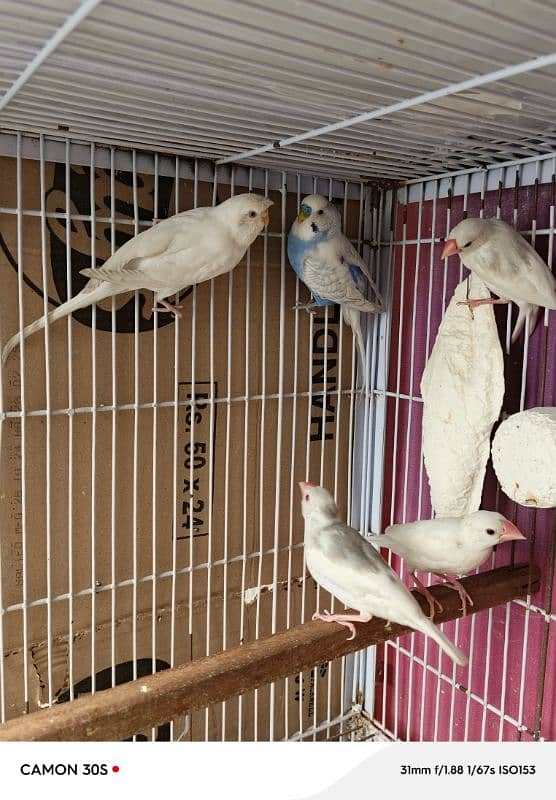 BREEDER PAIR JAVA WHITE + 3 SELF CHICKS + CAGES BUDGIES 2
