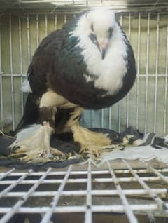 Gubara
