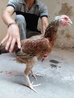 aseel female urgent sale