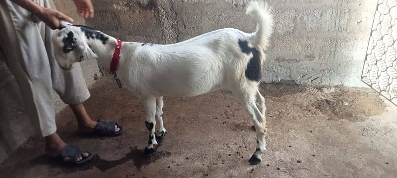2 dant Patt for sale 0