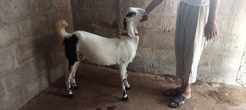 2 dant Patt for sale 1