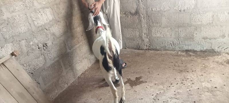 2 dant Patt for sale 2