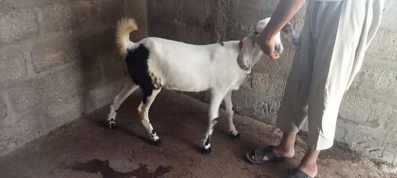 2 dant Patt for sale 3