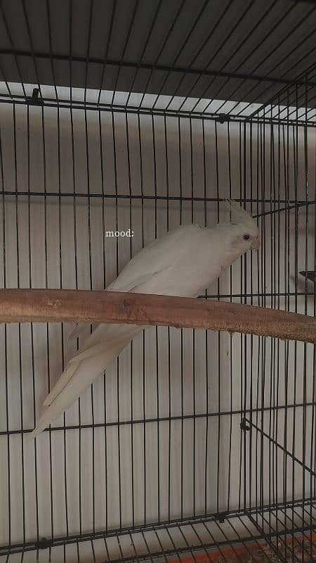 Handtamed cocktail + Breeder eno male for sale 1