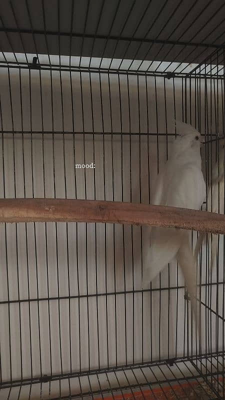 Handtamed cocktail + Breeder eno male for sale 2