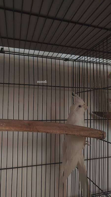 Handtamed cocktail + Breeder eno male for sale 4