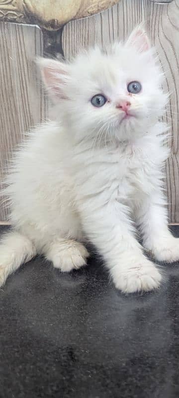 CONTACT NUMBER : 03366664860 WHITE KITTENS AVAILABLE MALE  OR FEMALE 0
