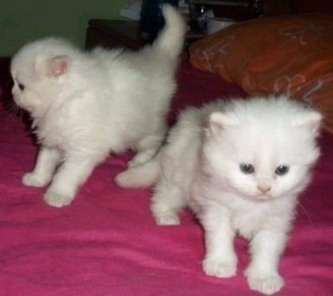 CONTACT NUMBER : 03366664860 WHITE KITTENS AVAILABLE MALE  OR FEMALE 1