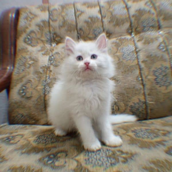 CONTACT NUMBER : 03366664860 WHITE KITTENS AVAILABLE MALE  OR FEMALE 2