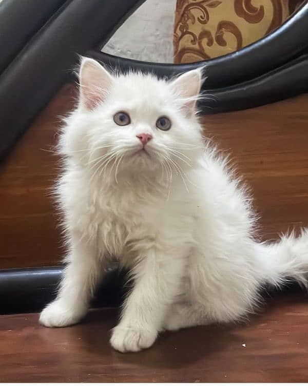 CONTACT NUMBER : 03366664860 WHITE KITTENS AVAILABLE MALE  OR FEMALE 3