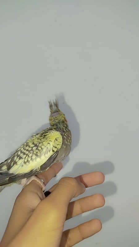 Handtamed cocktail + Breeder eno male for sale 7