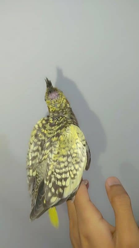 Handtamed cocktail + Breeder eno male for sale 8