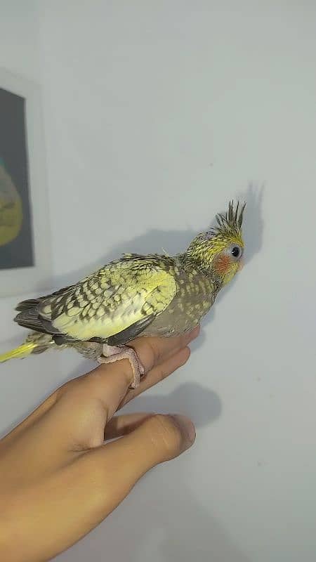 Handtamed cocktail + Breeder eno male for sale 9