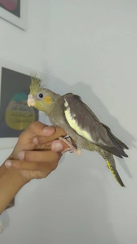 Handtamed cocktail + Breeder eno male for sale 10