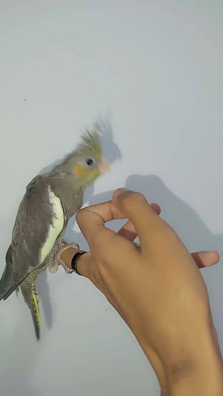 Handtamed cocktail + Breeder eno male for sale 11