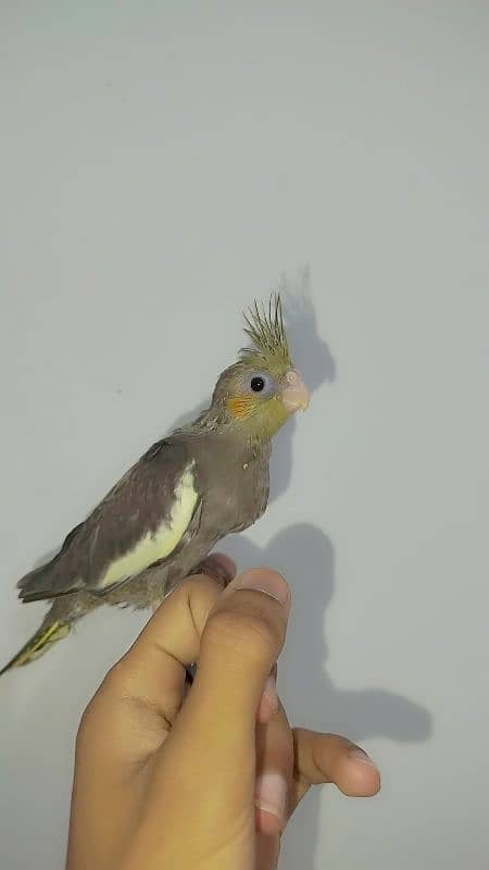 Handtamed cocktail + Breeder eno male for sale 12