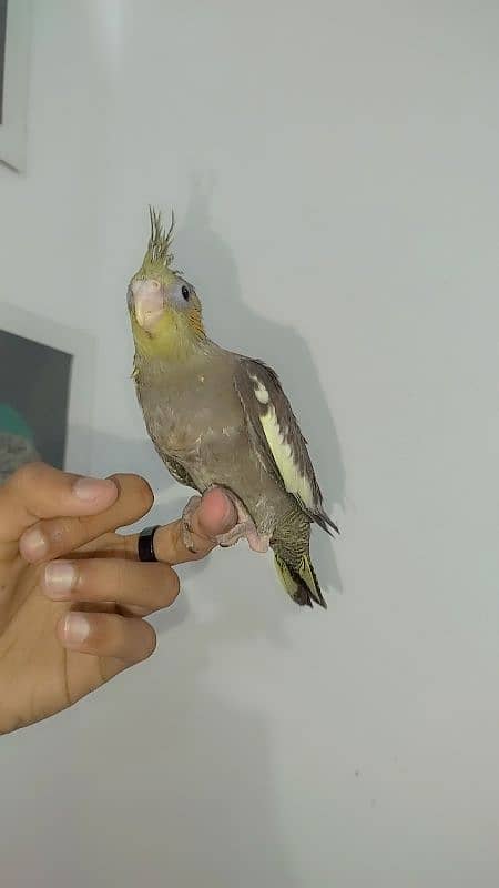 Handtamed cocktail + Breeder eno male for sale 13