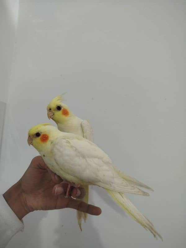 Handtamed cocktail + Breeder eno male for sale 14