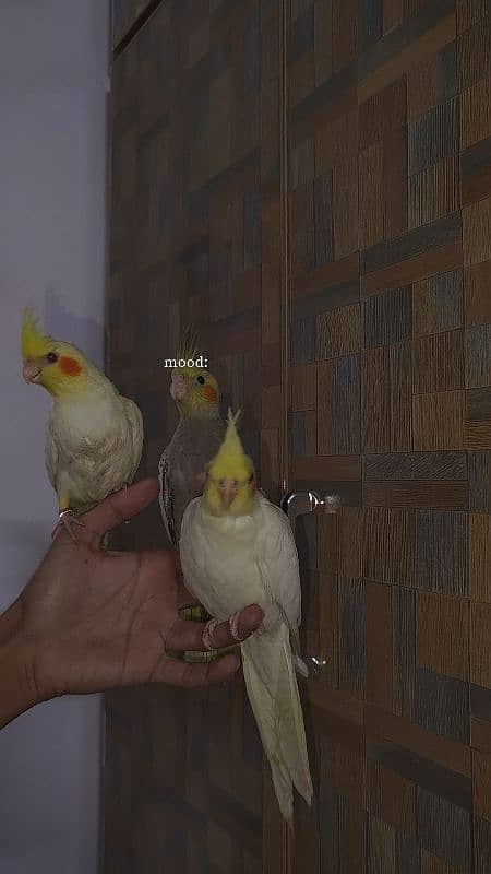 Handtamed cocktail + Breeder eno male for sale 0
