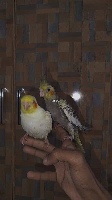 Handtamed cocktail + Breeder eno male for sale 15