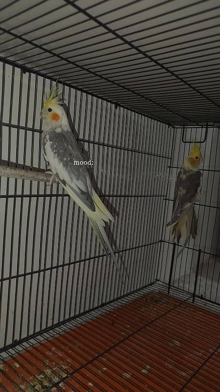 Handtamed cocktail + Breeder eno male for sale 16