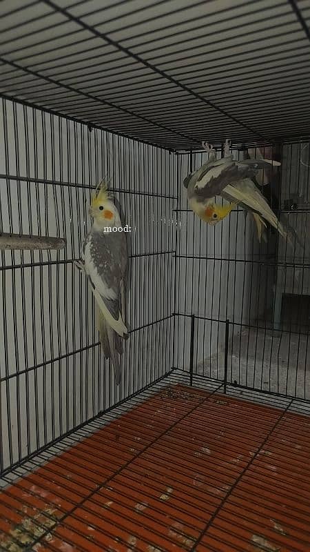 Handtamed cocktail + Breeder eno male for sale 17