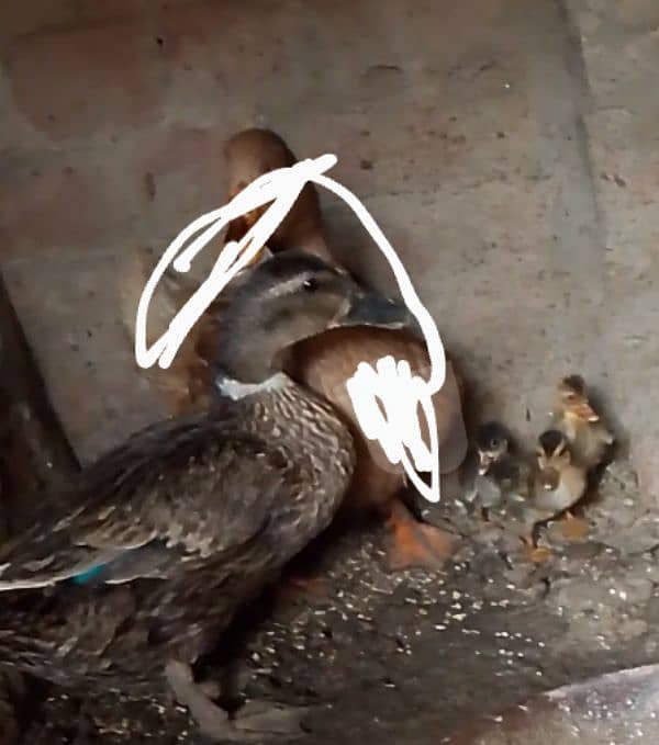 Duck with three chicks for sale 0