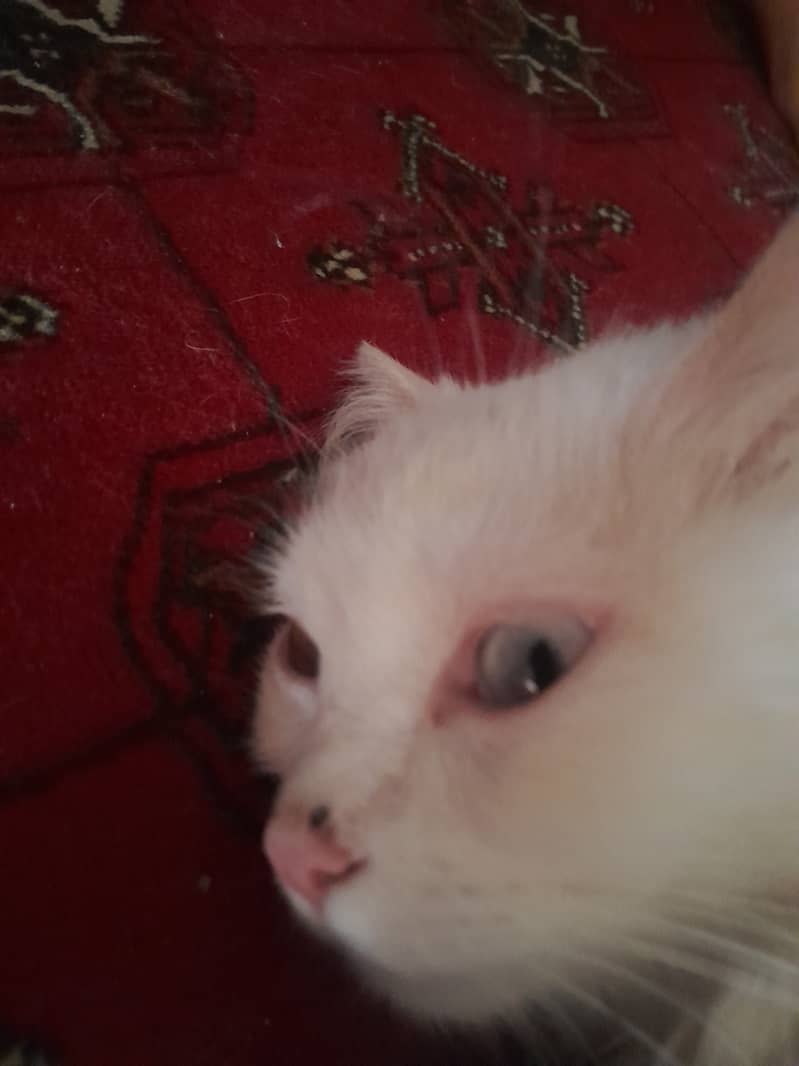 White persian cat, one eye blue, other eye yellow 0