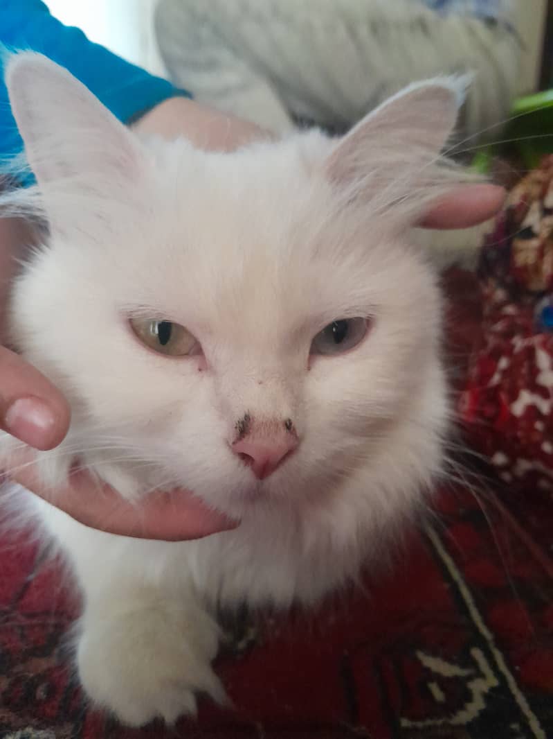White persian cat, one eye blue, other eye yellow 2