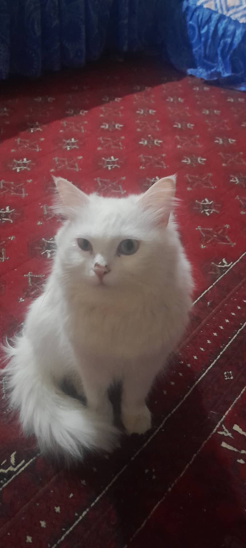 White persian cat, one eye blue, other eye yellow 3