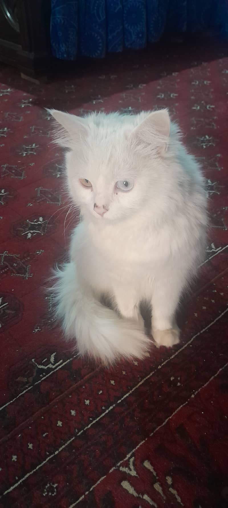 White persian cat, one eye blue, other eye yellow 5