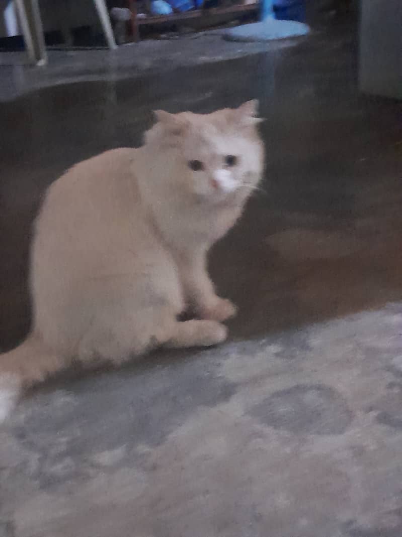 White persian cat, one eye blue, other eye yellow 6