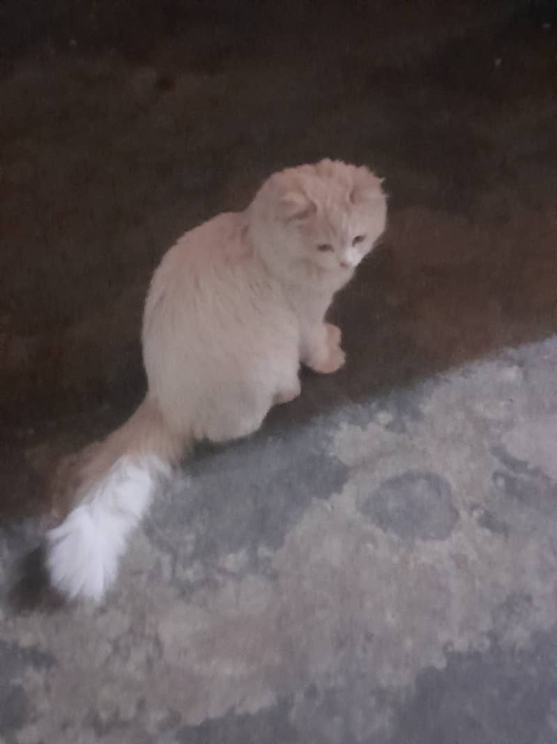 White persian cat, one eye blue, other eye yellow 7