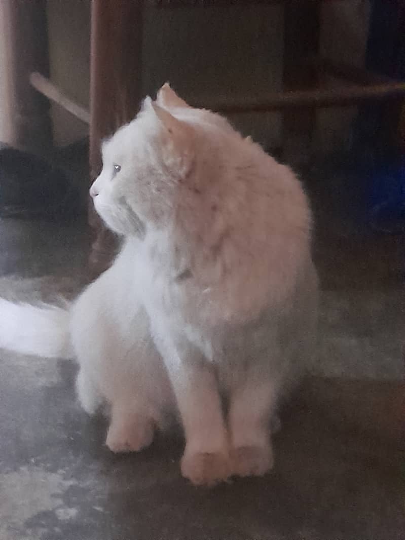 White persian cat, one eye blue, other eye yellow 8